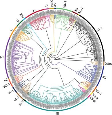 Genome-Wide Survey of Leucine-Rich Repeat Receptor-Like Protein Kinase Genes and CRISPR/Cas9-Targeted Mutagenesis BnBRI1 in Brassica napus